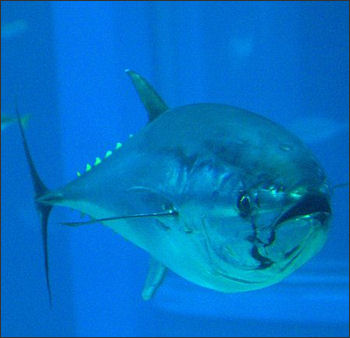 20120521-bluefin tunaOsaka_Kaiyukan_Aquarium).jpg